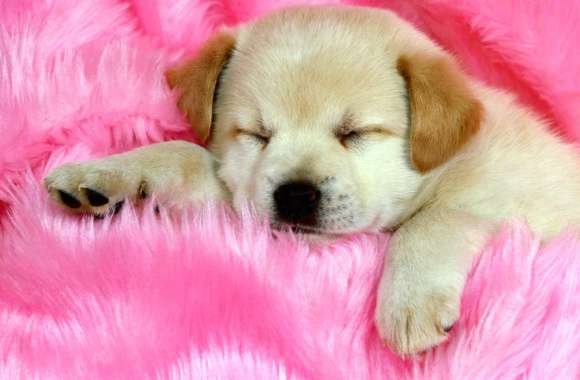 Sleeping Labrador Puppy on Pink -