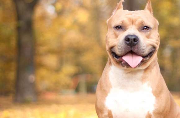 Smiling Pit Bull Bokeh