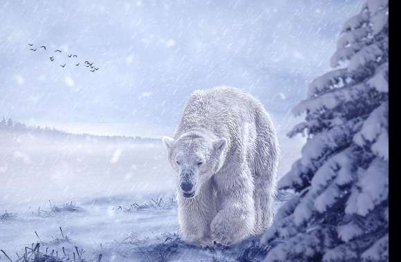 Snow Animal Polar Bear