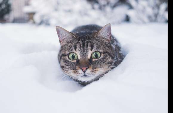 Snow Cat in