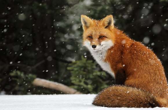 Snow Fox Serenity -