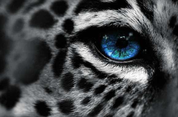 Snow Leopard Gaze wallpapers hd quality