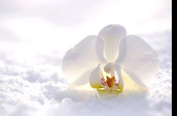 Snow Orchid Ultra wallpapers hd quality