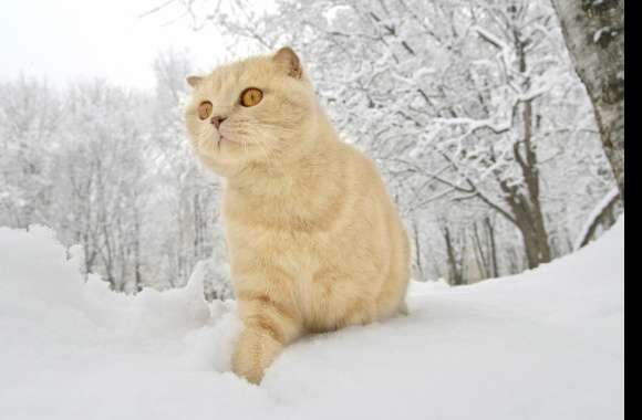 Snow Winter Animal Cat wallpapers hd quality