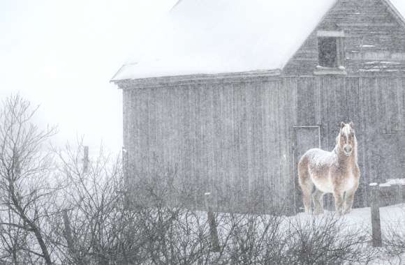 Snowfall Winter Animal Horse