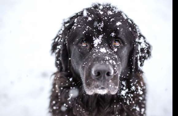 Snowy Adventure of a Dog