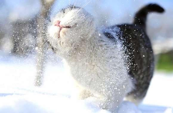 Snowy Cat Bliss -