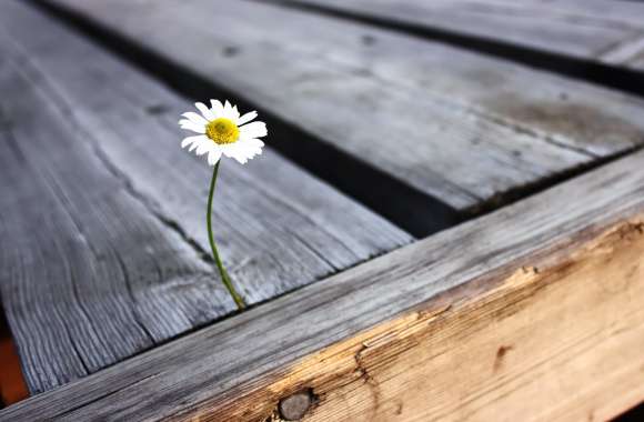 Solitary Daisy A Stunning HD Nature Wallpaper