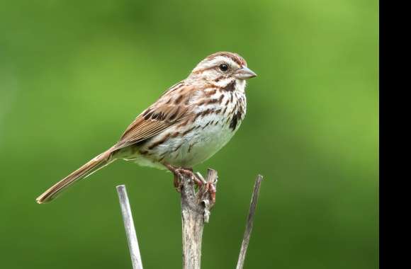 Song Sparrow Animal Sparrow wallpapers hd quality