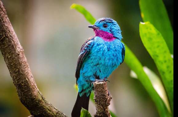 Spangled Cotinga in HD wallpapers hd quality