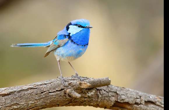 Splendid Fairywren Animal Wren wallpapers hd quality