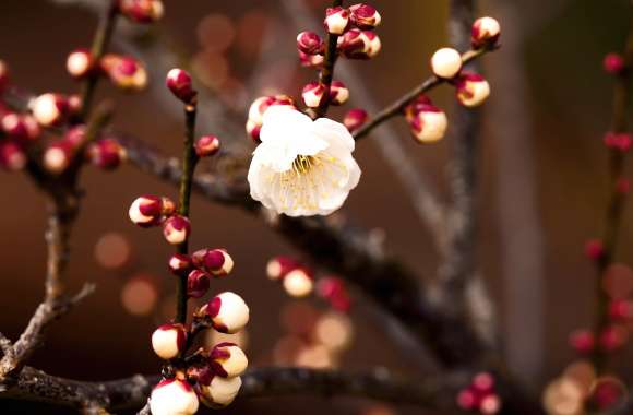 Spring Blossom Elegant White Flower in