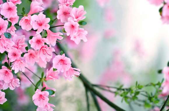 Spring Blossom Pink Flower