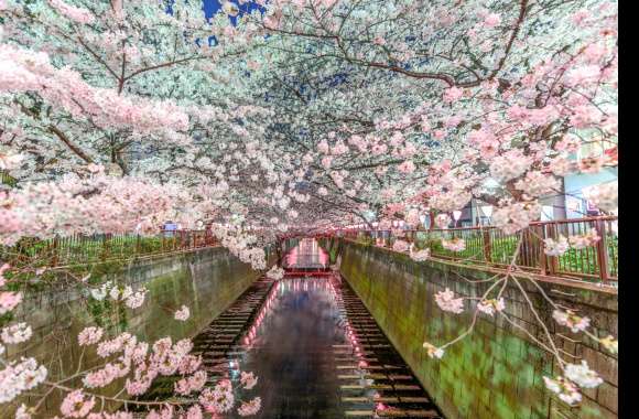 Spring Blossoms Over Canal A Stunning