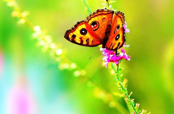 Spring Butterfly in Nature - wallpapers hd quality