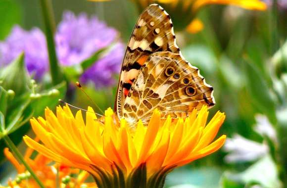 Spring Colorful Flower Butterfly Noon
