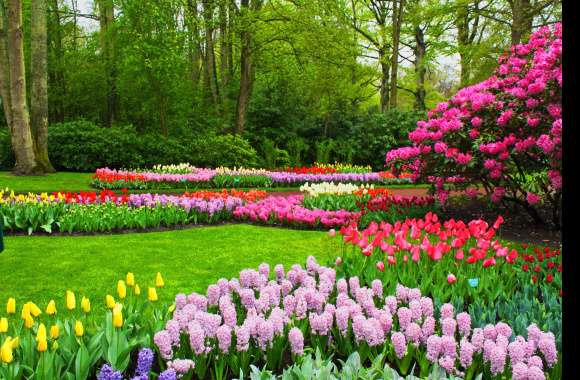 Spring Colorful Hyacinth Tulip Blossom Flower Photography Park wallpapers hd quality