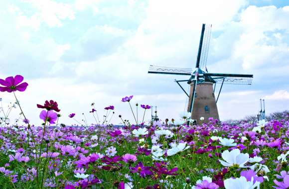 Spring Flowers & Windmill wallpapers hd quality