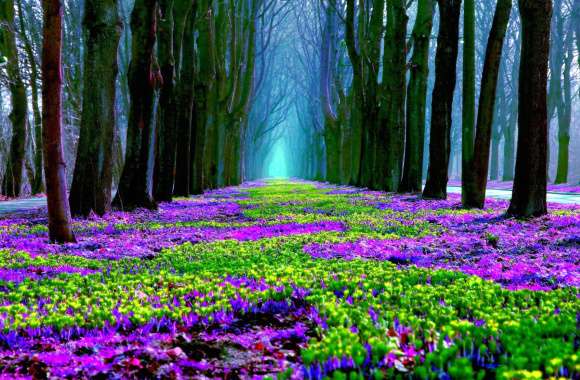 Spring Forest in Bloom