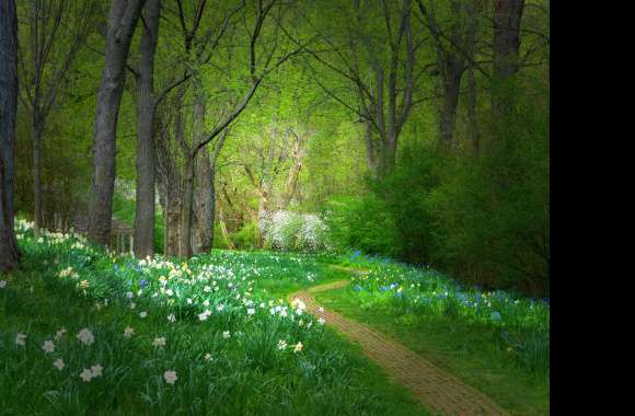 Spring Green Flower Tree Forest Man Made Path