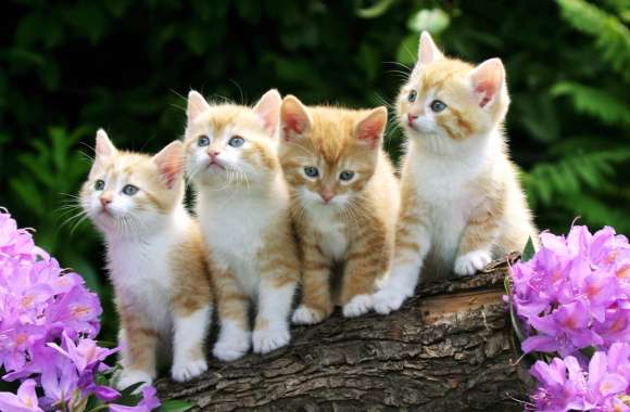 Spring Kitten Cuteness - wallpapers hd quality