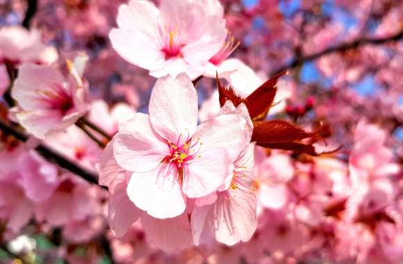 Spring Nature Flower Sakura