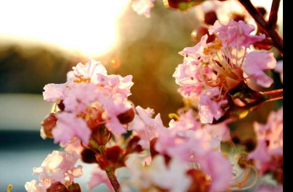 Spring Pastel Sakura - wallpapers hd quality