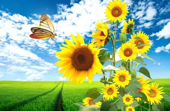 Spring Sunflowers and Butterfly -