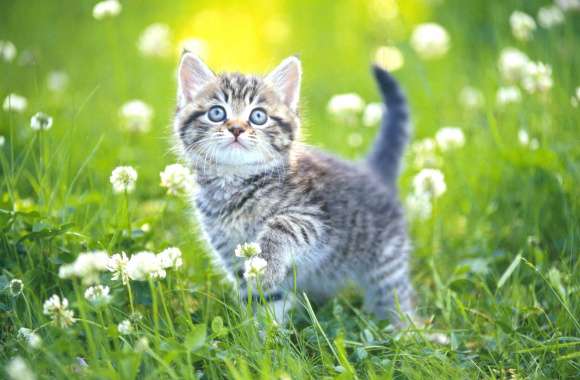 Springtime Kitten Blossom wallpapers hd quality