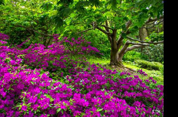 Springtime Purple Blooms wallpapers hd quality