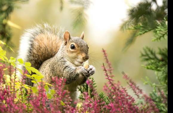 Squirrel Among Blossoms -