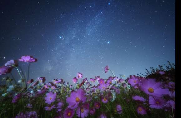 Star Pink Flower Starry Sky Sky Flower Night Nature Cosmos