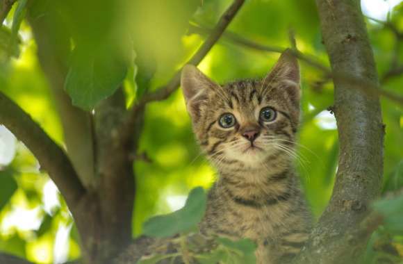 Stare Ba wallpapers hd quality