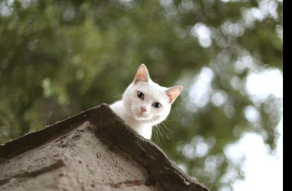 Stare Bokeh Animal Cat