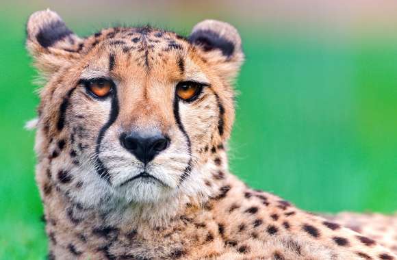 Stare Face Animal Cheetah