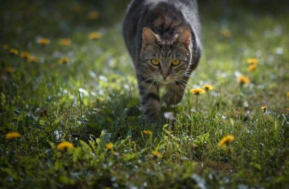 Stare Grass Animal Cat