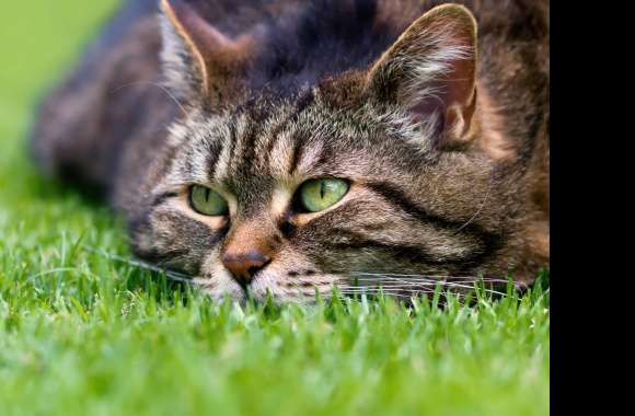 Stare Muzzle Grass Animal Cat