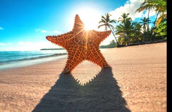 Starfish on Sandy Beach