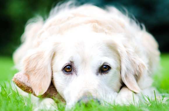 Staring Golden Retriever on Grass -