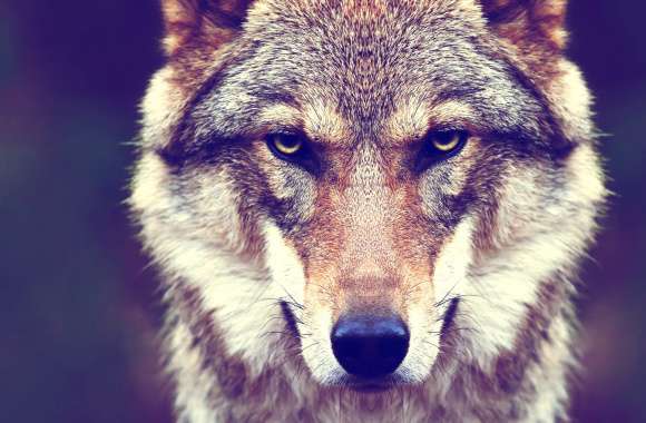 Staring Wolf wallpapers hd quality