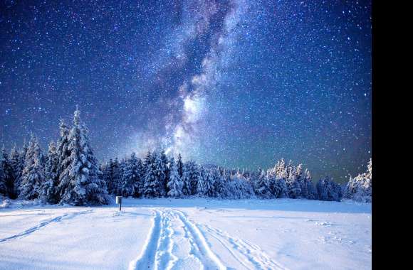 Starry Night Winter Forest -