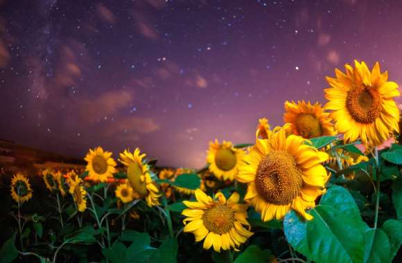 Starry Sky Sky Night Yellow Flower Flower Summer Nature Sunflower