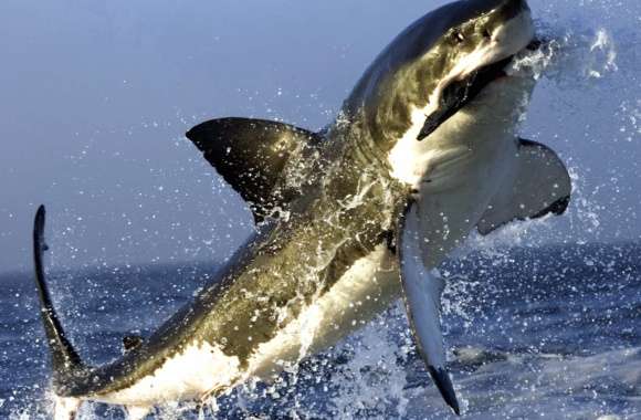 Striking Great White Shark wallpapers hd quality