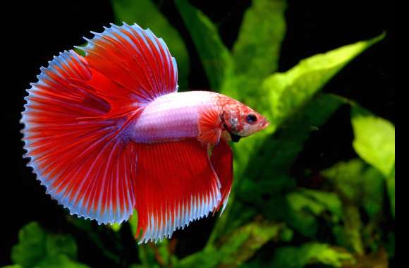 Stunning Betta Fish