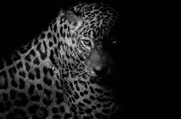 Stunning Black & White Leopard