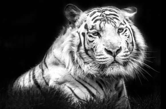 Stunning Black & White White Tiger –