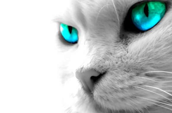 Stunning Blue-Eyed Cat