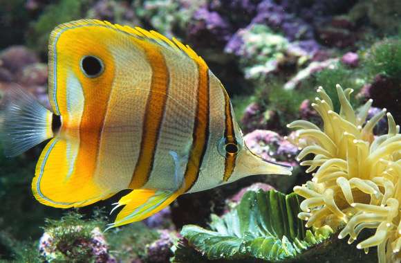 Stunning Butterflyfish for Aquatic Lovers