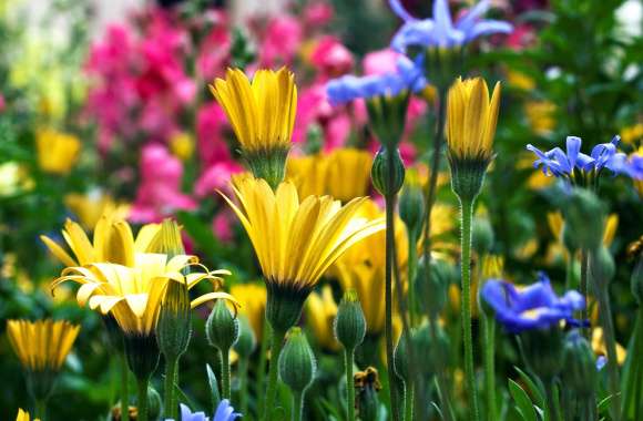 Stunning Colorado Garden HD Flower Wallpaper