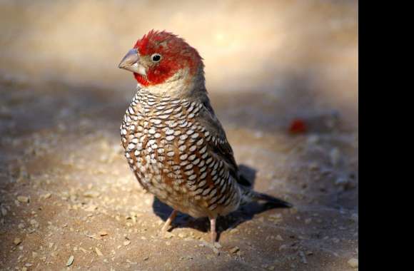 Stunning Finch